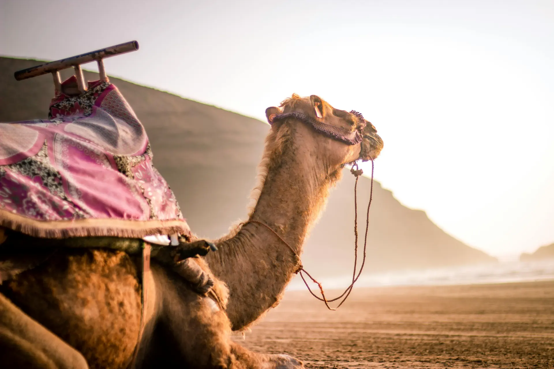 pexels-hassane-elhariti-308723409-30414060